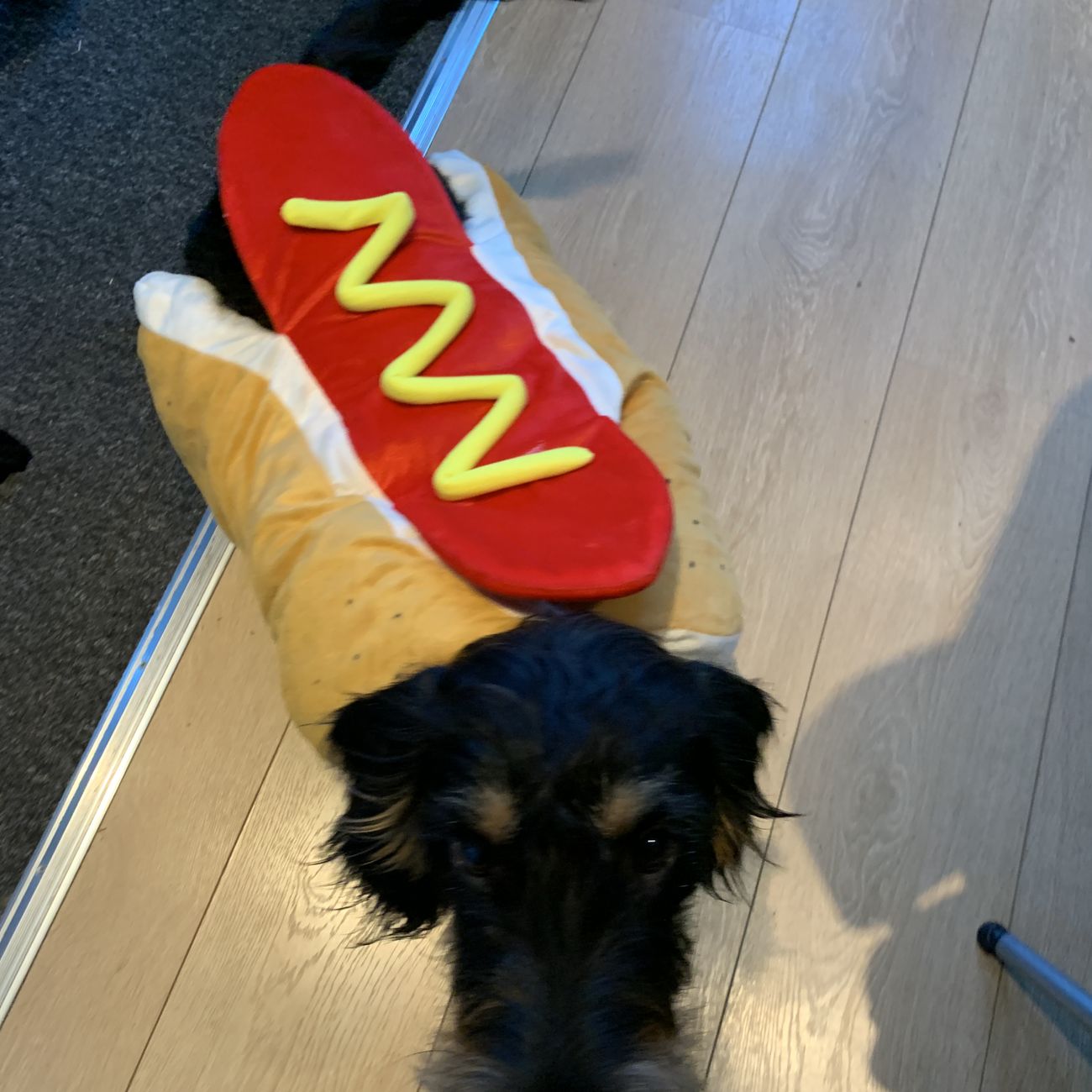 kb-hot-dog-hund-karnevalskostyme-2