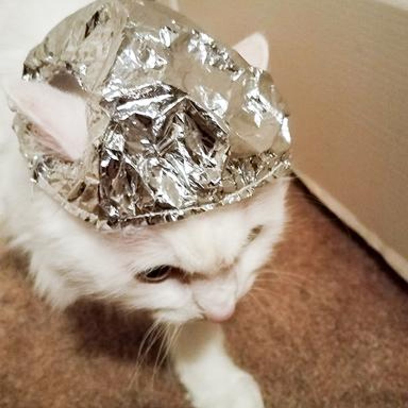 Kundebilde av Foliehatt for Katt