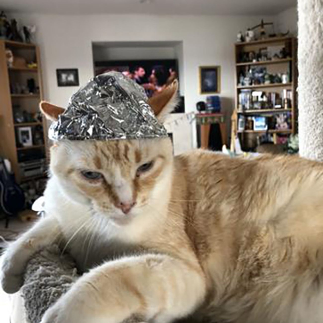 Kundebilde av Foliehatt for Katt