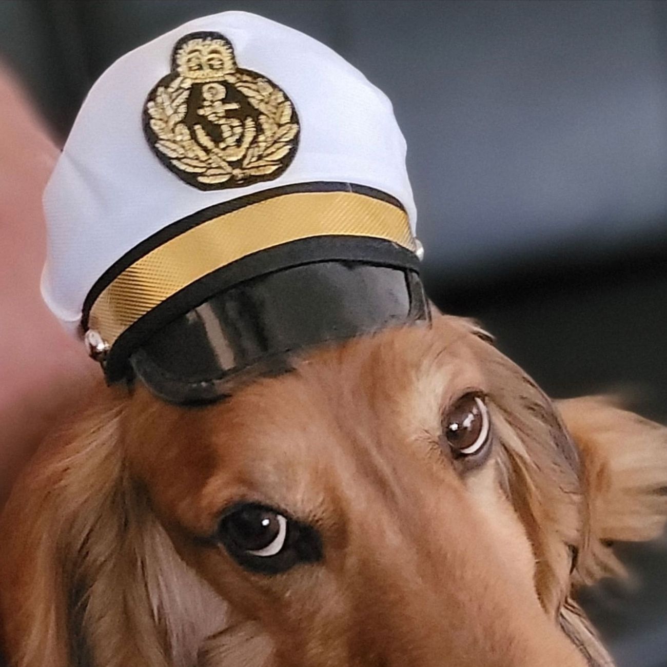 Kundebillede af Kaptajnhat til Hunde