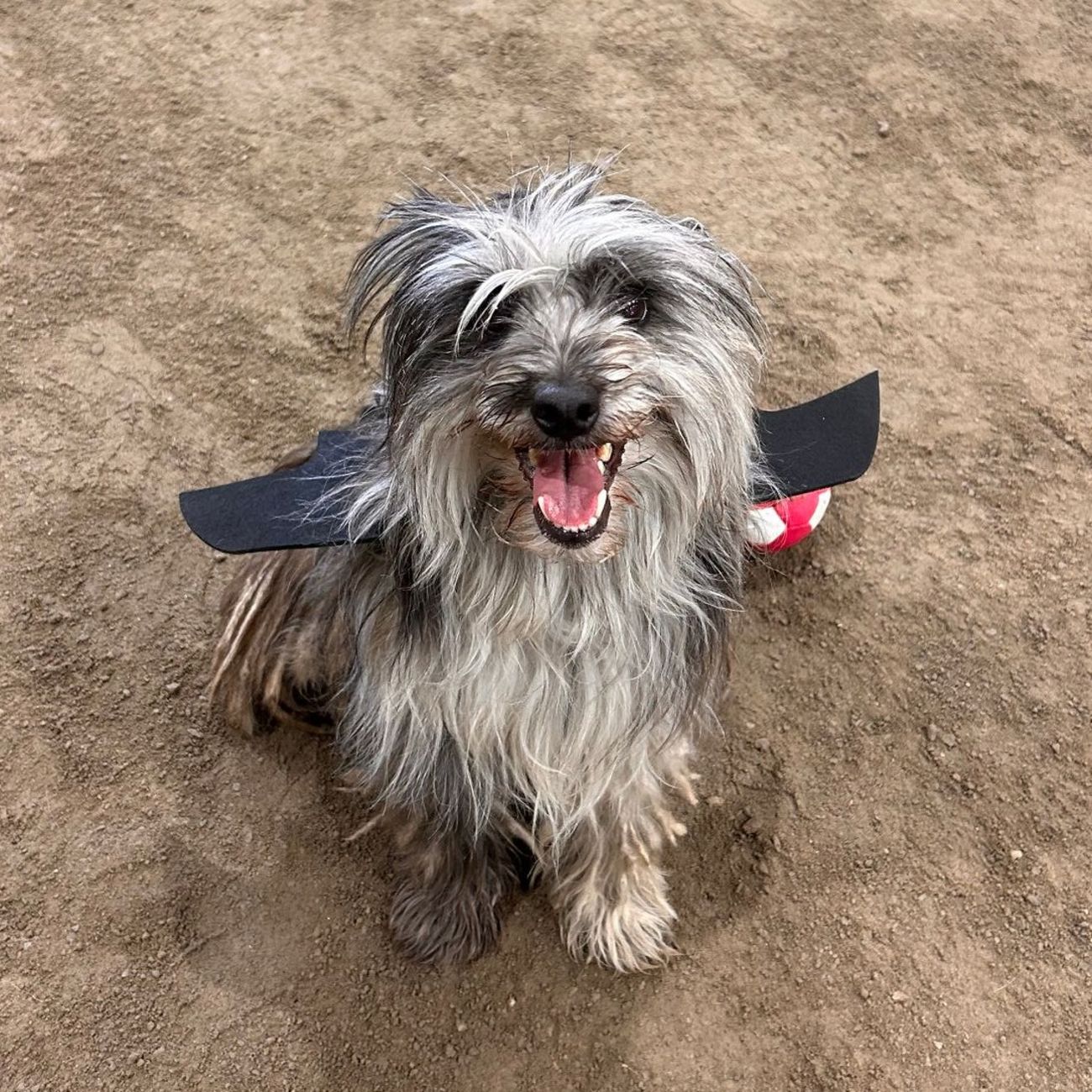 Kundebilde av Flaggermusvinger til Katt