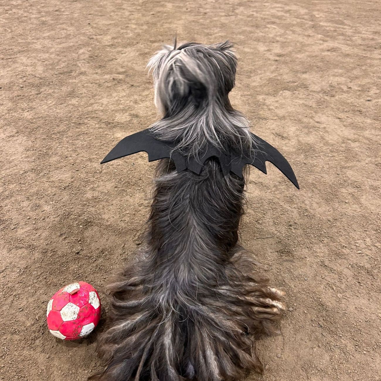 Kundebilde av Flaggermusvinger til Katt