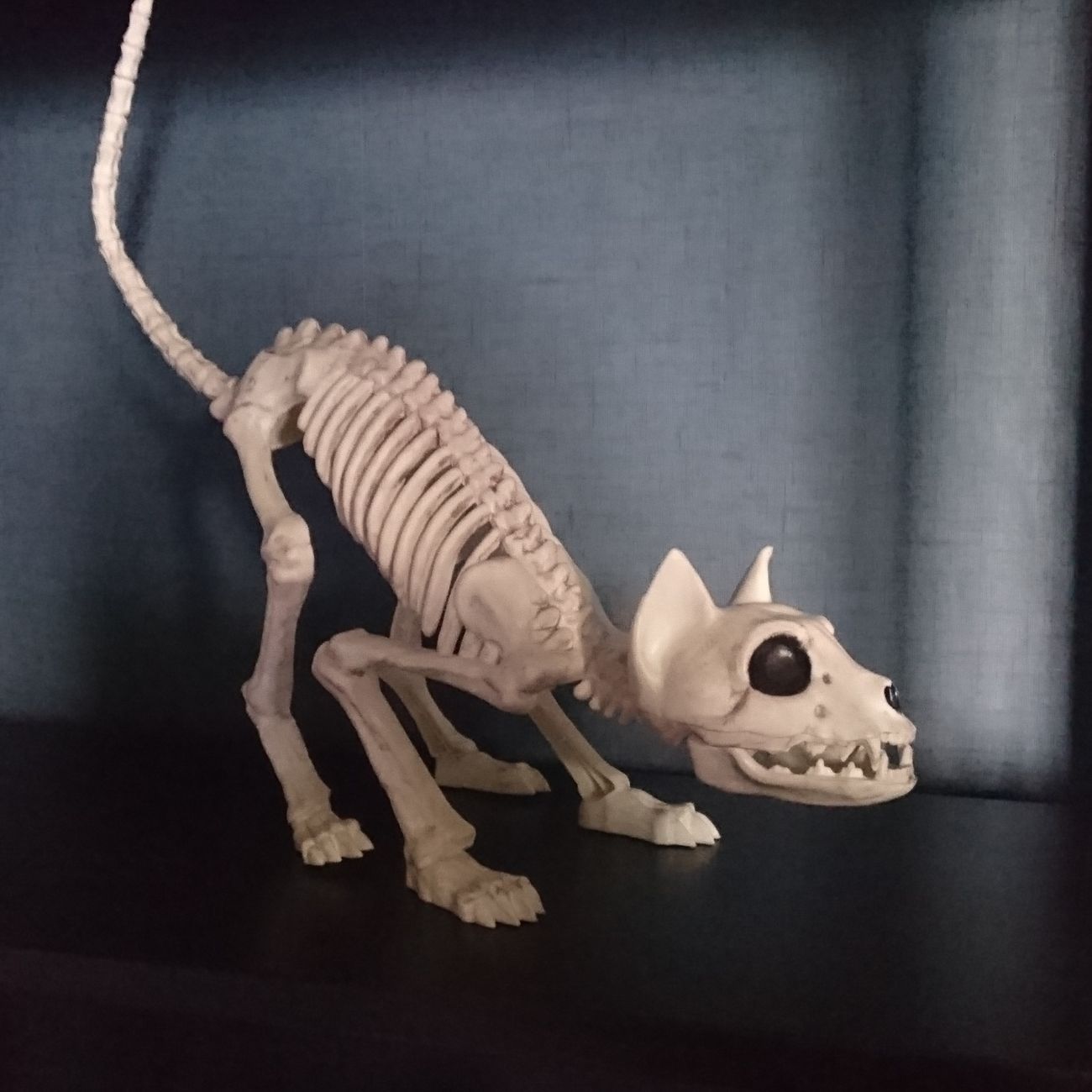 kb-skelett-katt-2