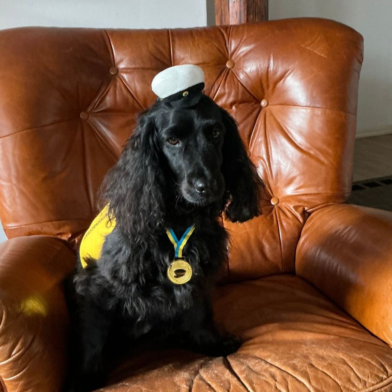 Kundebilde av Studentlue på Blått/Gult Bånd