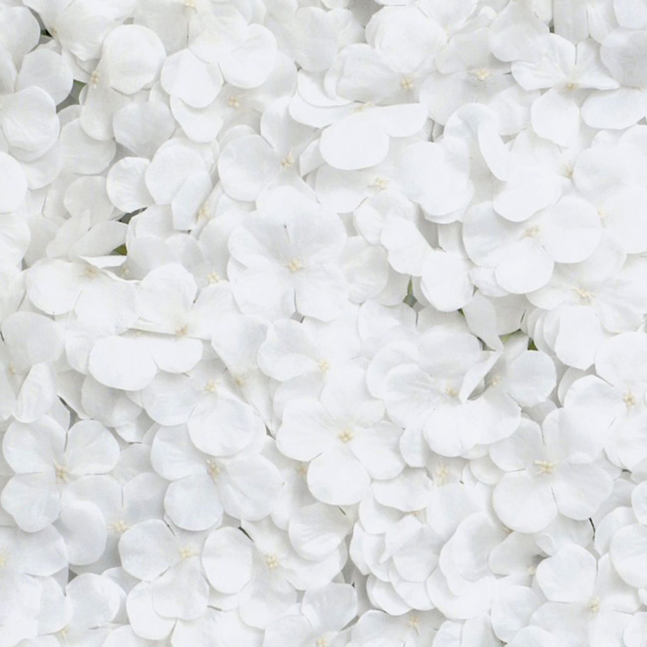 Backdrop Hortensia Vit