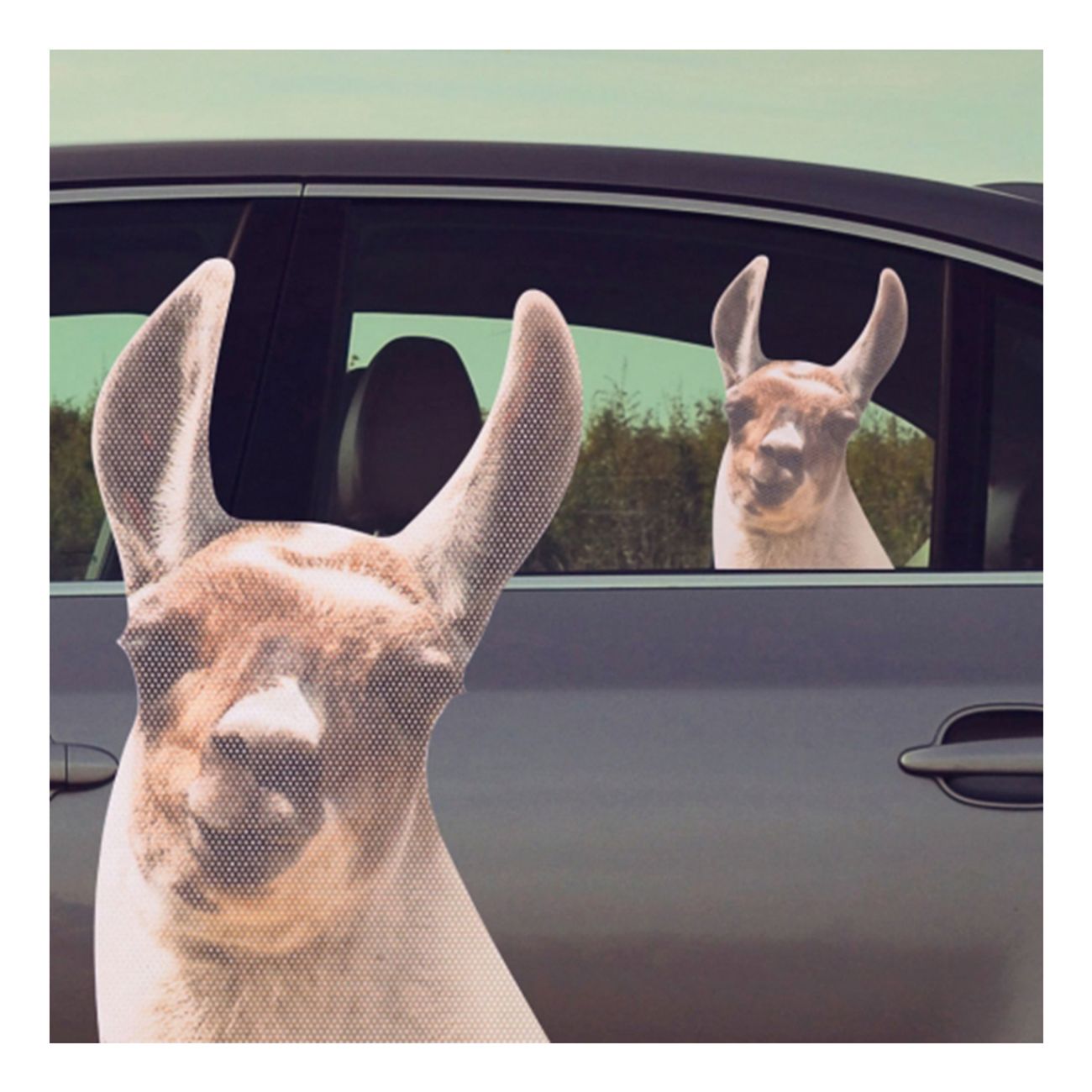 bilklistermarke-llama-1