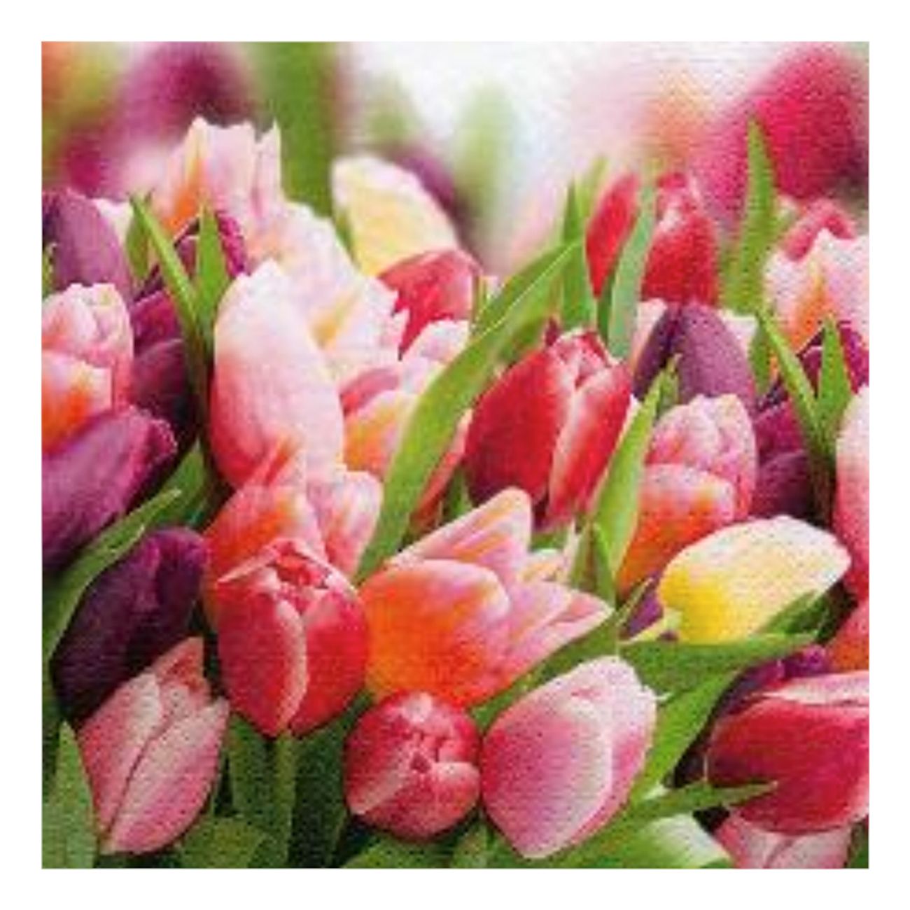 Kaffeservetter Tulpaner