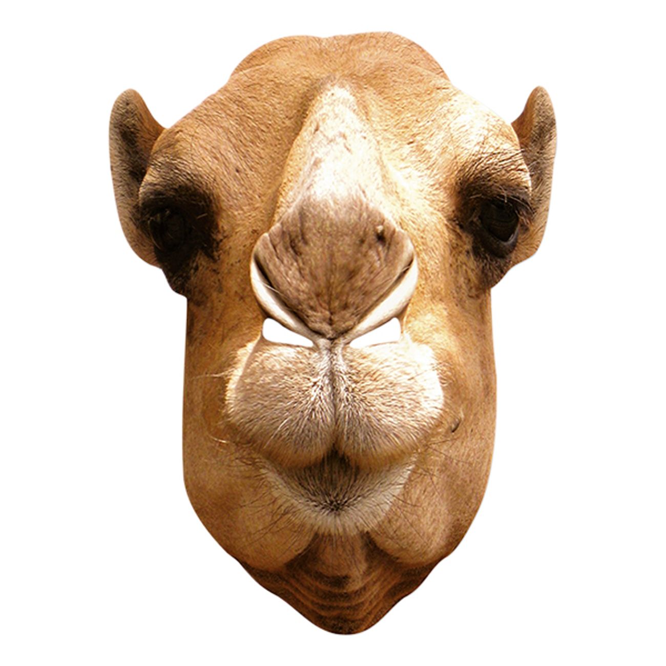 kamel-pappmask-2