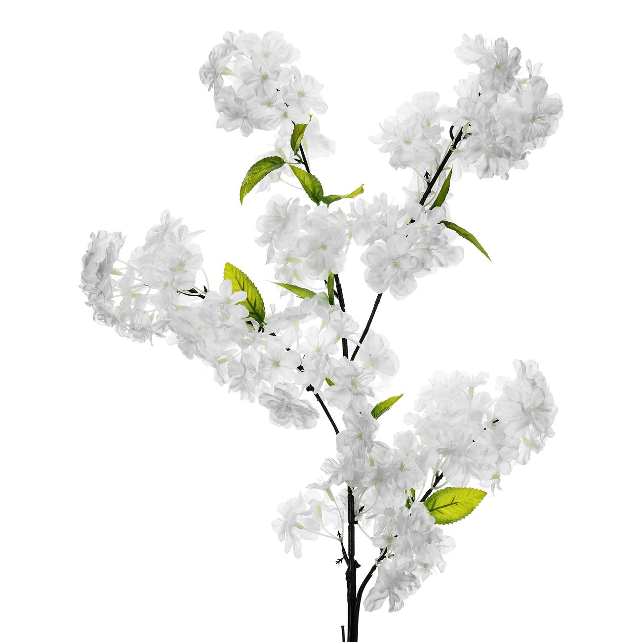 Tekokirsikankukka Valkoinen