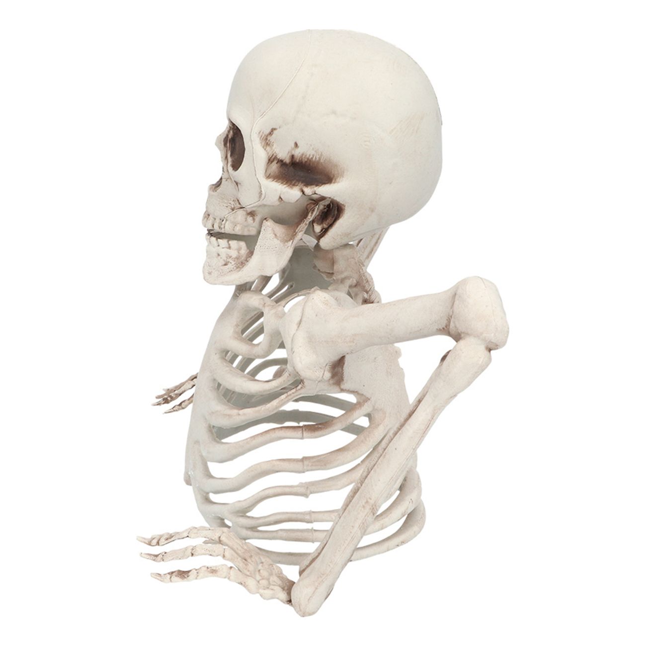 skelett-genom-marken-102081-2