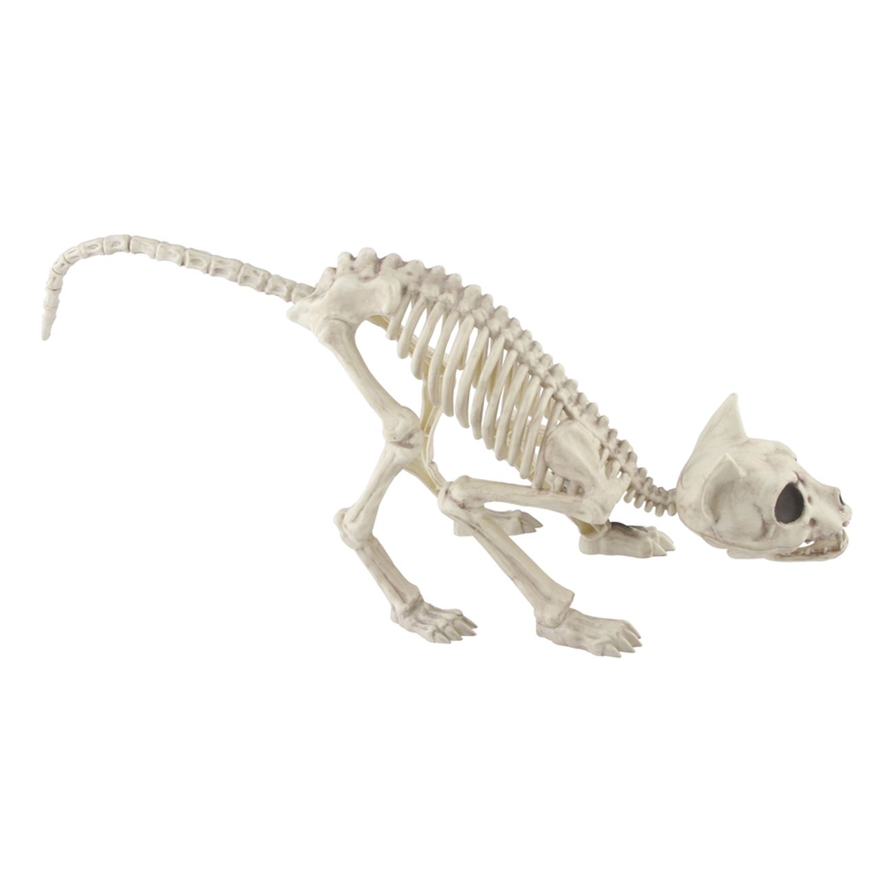 skelett-katt--1