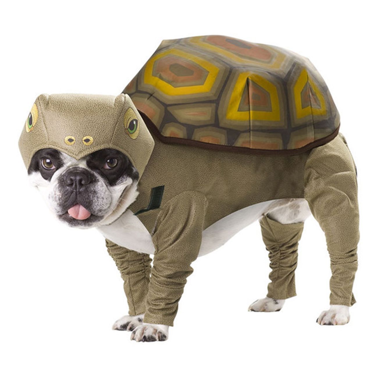skoldpadda-hund-maskeraddrakt-1