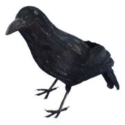 feathered-crow-1