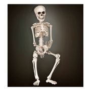 justerbart-skelett-1