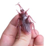 Kakerlakk