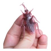 Kakerlakk