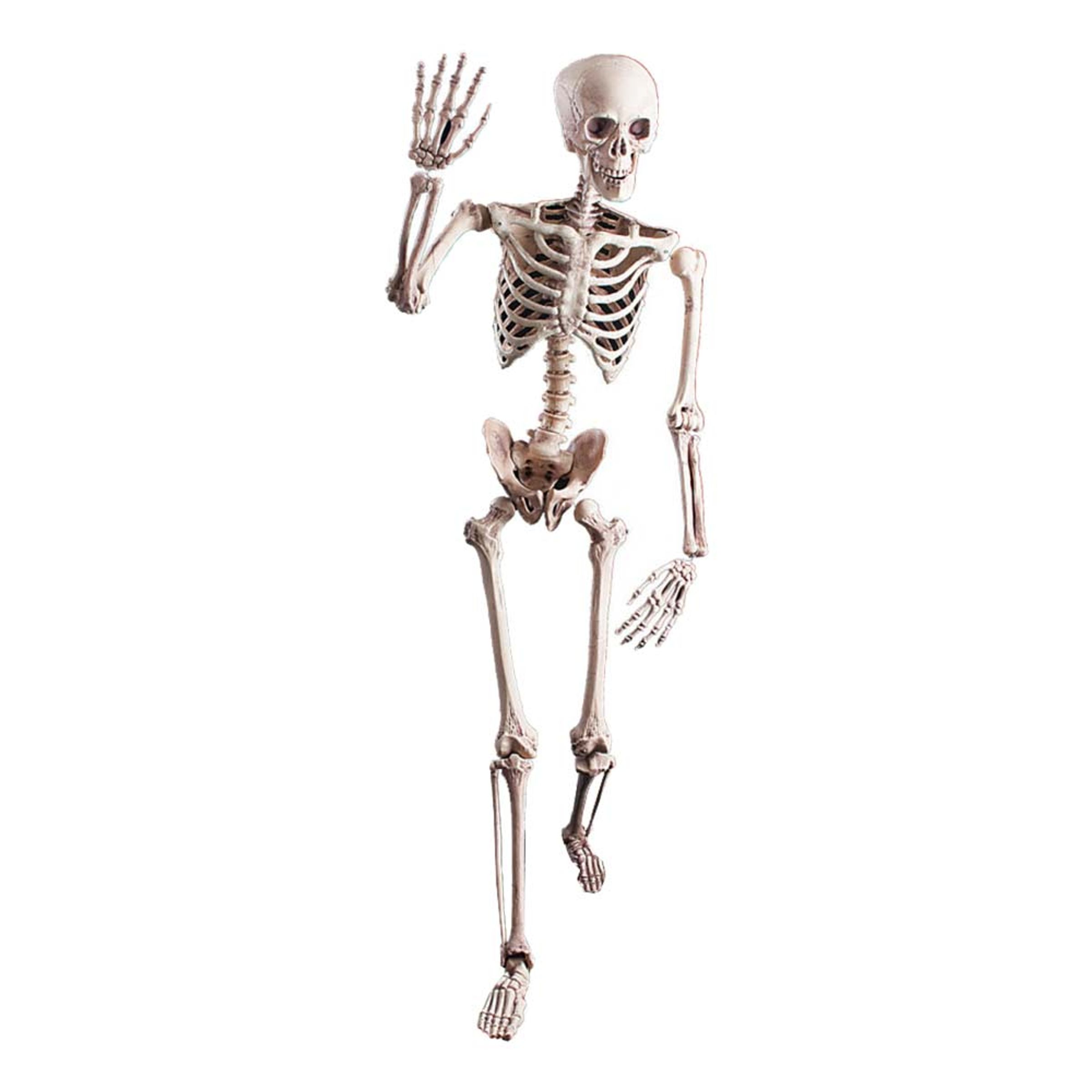 Läs mer om Böjbart Realistiskt Skelett Prop