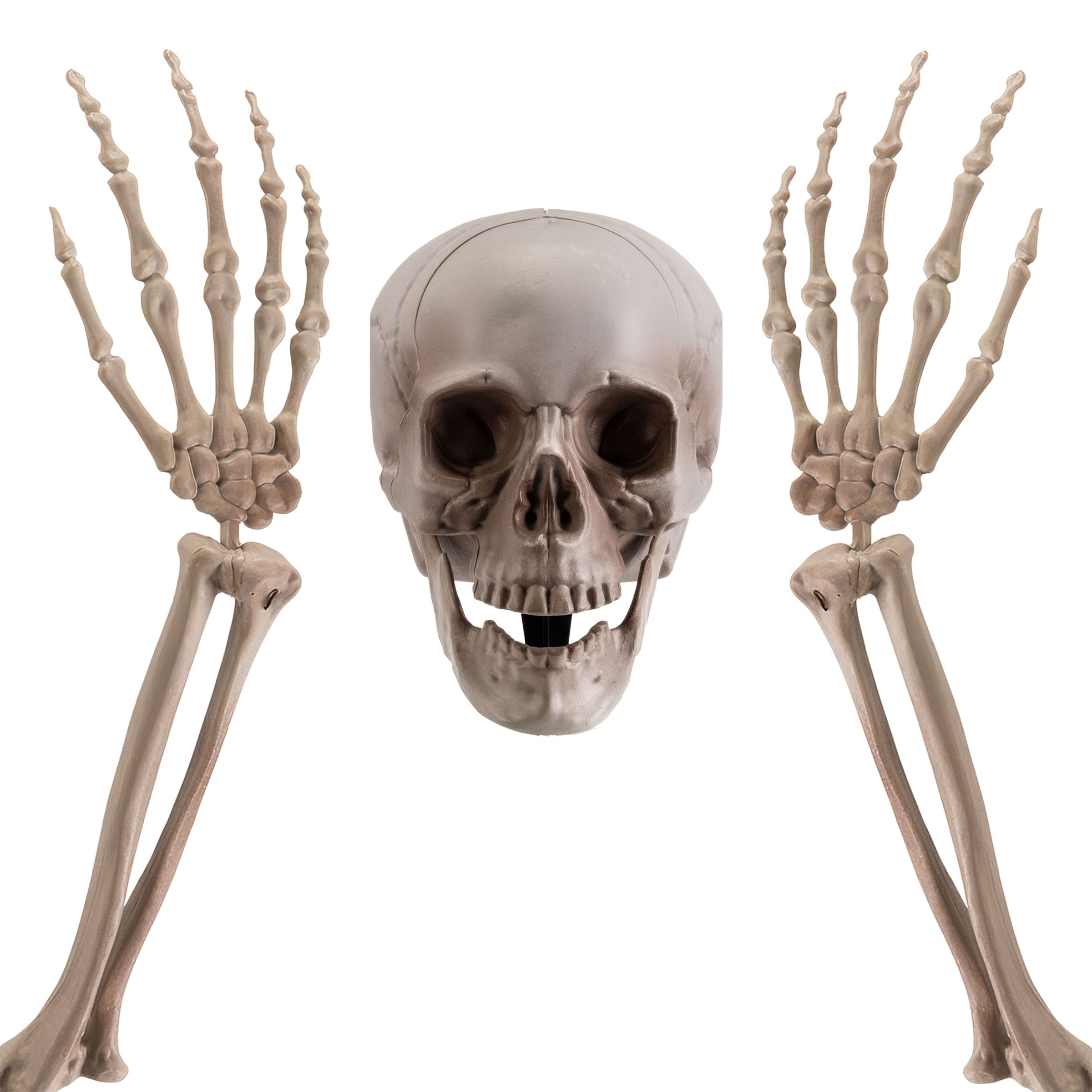 Läs mer om Dödskalle och Skelettarmar i Plast