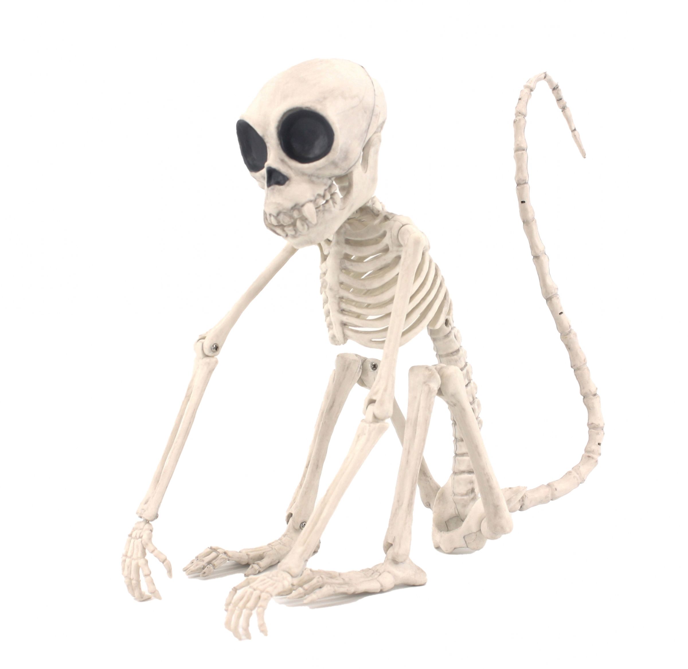 Skelett Apa Prop