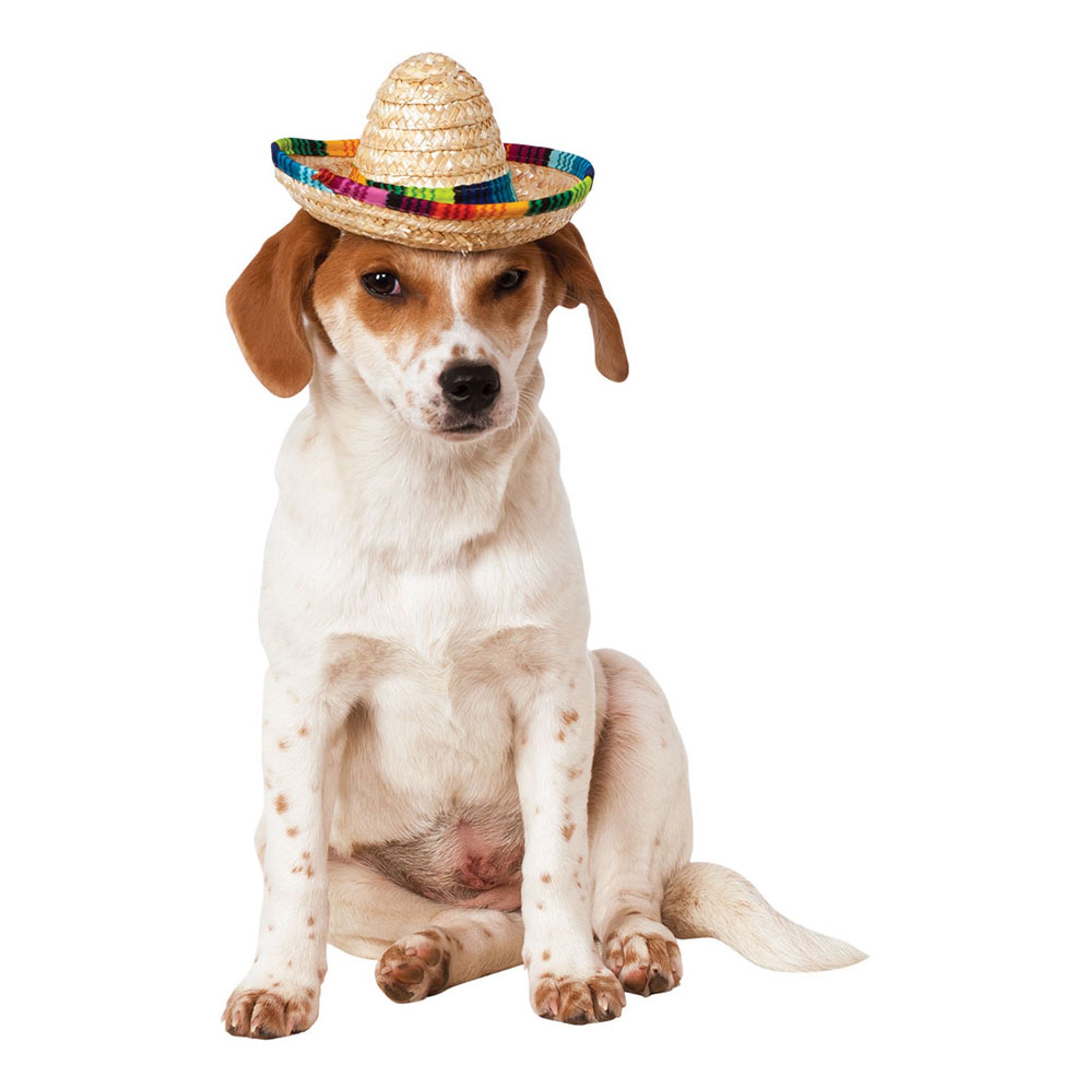 Sombrero för Hundar - Small/Medium
