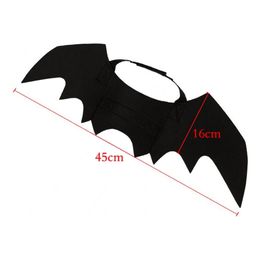 Bildspel - Fladdermusvingar för Katt