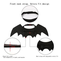 Bildspel - Fladdermusvingar för Katt