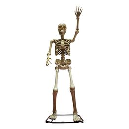 Gigantisk Skelet Stående