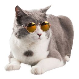 Bildspel - Glasögon till Katt/Hund