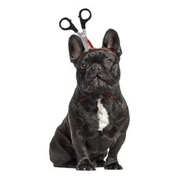 Bildspel - Halloween Props för Hund