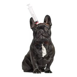 Bildspel - Halloween Props för Hund