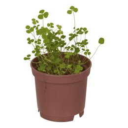 Lysbildefremvisning - Dyrk Din Egen Firkløver