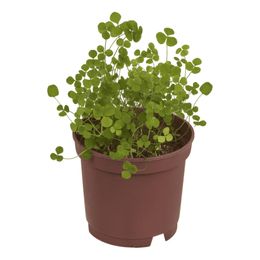 Lysbildefremvisning - Dyrk Din Egen Firkløver