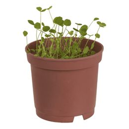 Dyrk Din Egen Firkløver