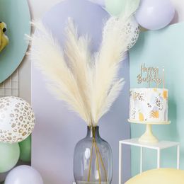 Lysbildefremvisning - Pampasgress Dekorasjon