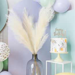 Bildspel - Pampasgräs