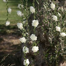 Bildspel - Rosgirlang Vit